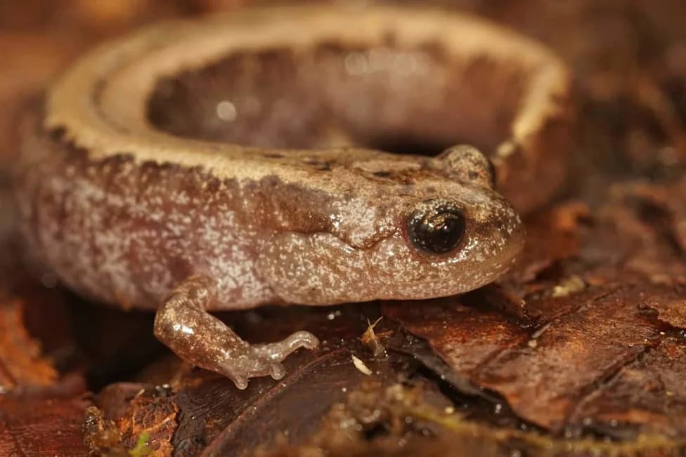 Kako sibirski salamander preživljava -55°C: oživljen primerak posle godina u ledu