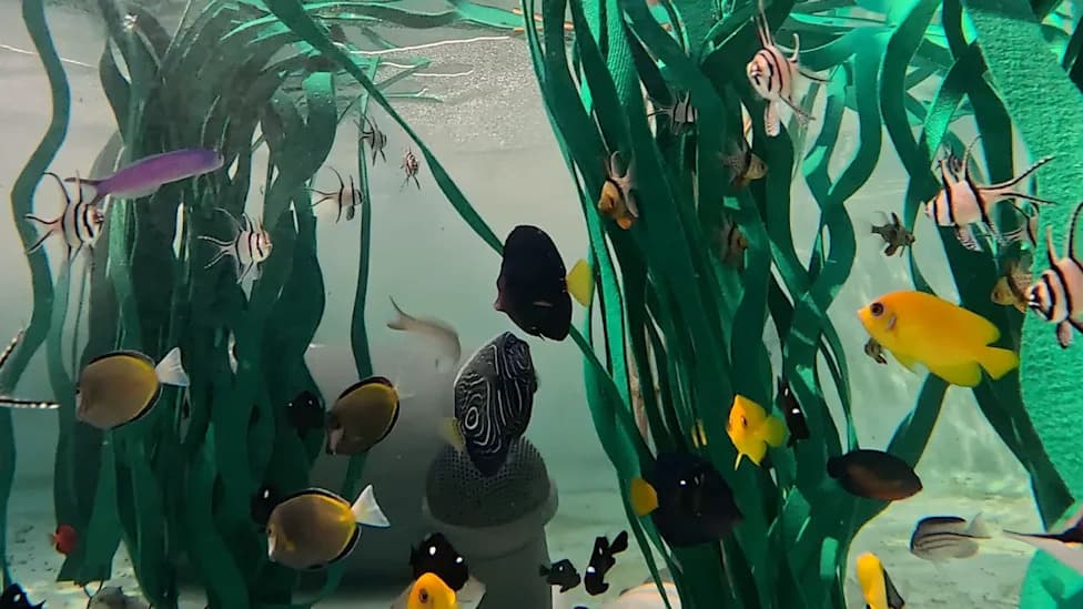 Skoro 500 Životinja Zaplenjenih Krijumčarima Stiglo u Aquarium of the Pacific