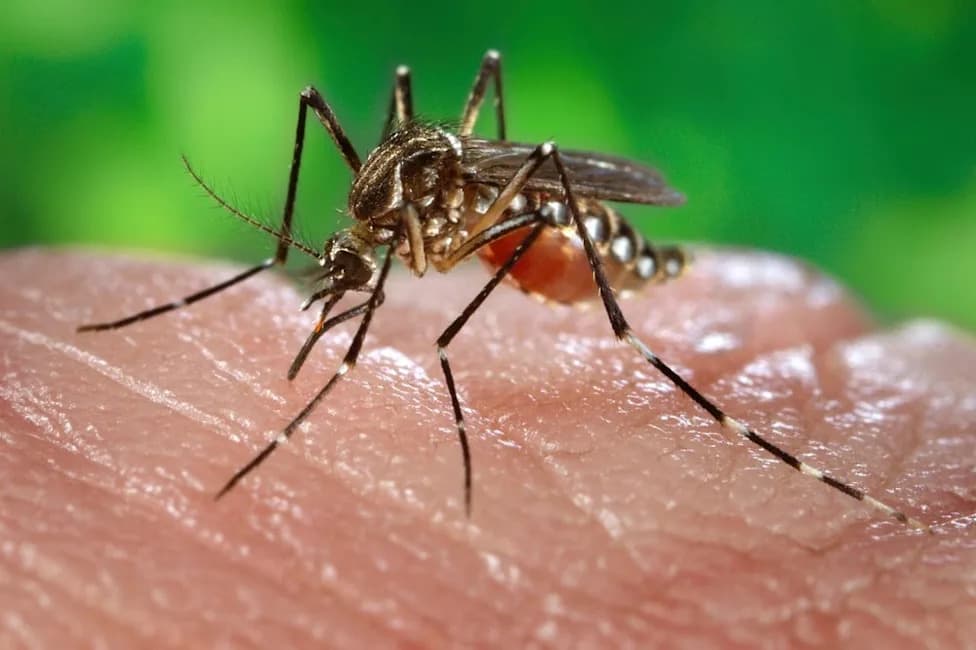 Prvi Dokaz Da Se Aedes aegypti Razmnožava U Velikoj Britaniji — UKHSA Pokreće Hitne Mere