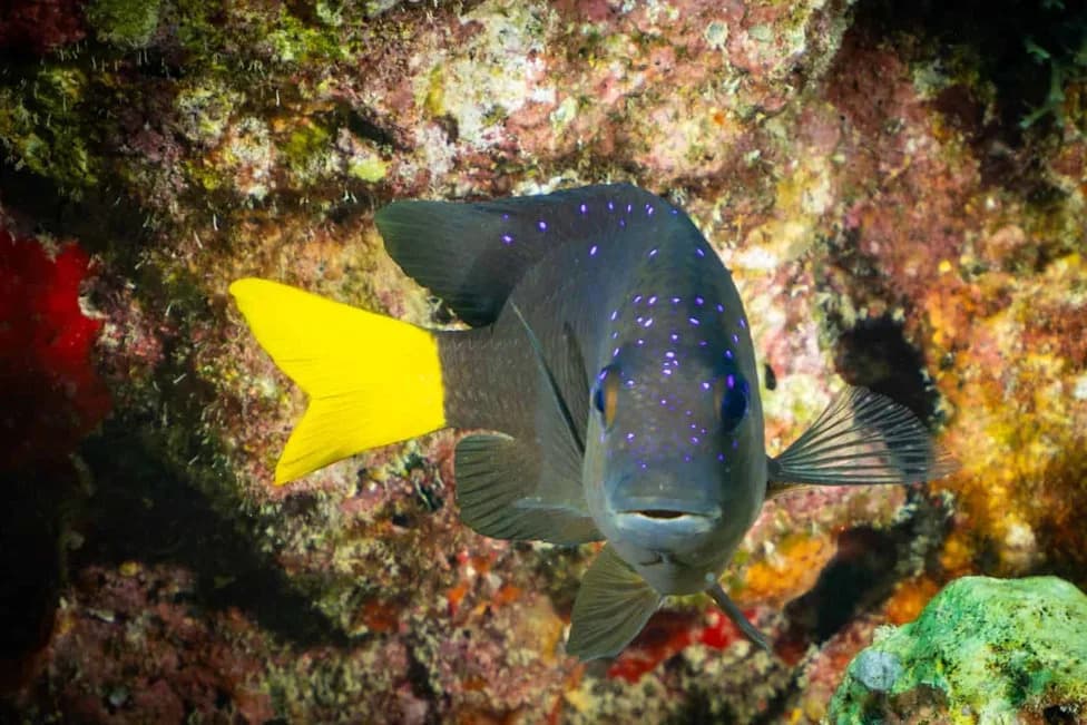 Mala Riba, Veliki Efekat: Žutorepasti Damselfish Ubrzavaju Zarastanje Korala Do 55%