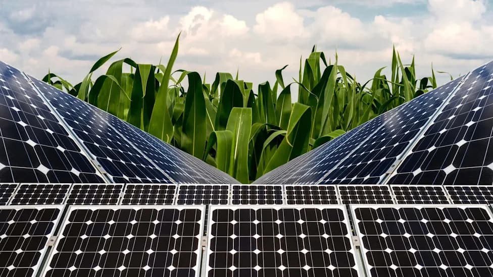 Farma u Hadleyju Gaji Kukuruz Ispod Solarnih Panela: Prinosi Dosežu Oko 80%, A Energija Pomaže Farmi