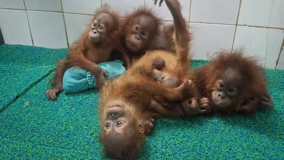 Pet Beba Orangutana Pronađeno U Odishi — Sumnja Na Međunarodno Krijumčarenje