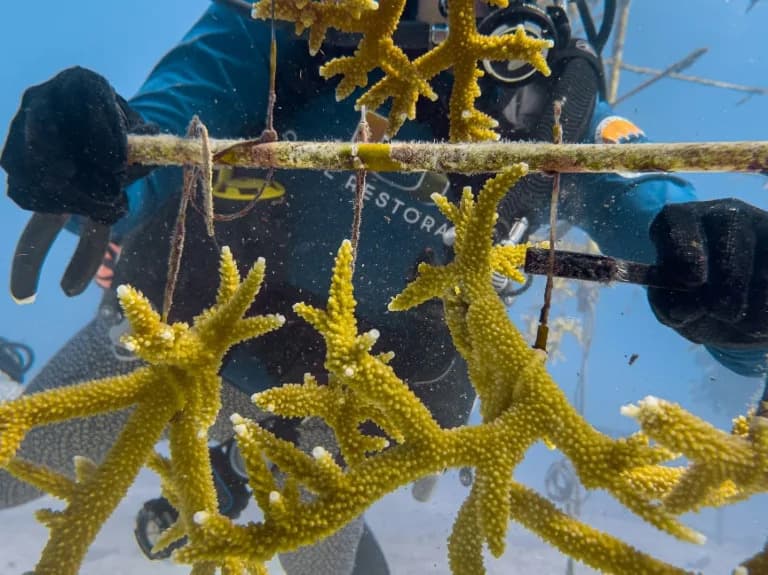 Na Floridi Traže Korale Otporne Na Toplotu — Program „Rescue a Reef“ Sadi 615 Jedinki
