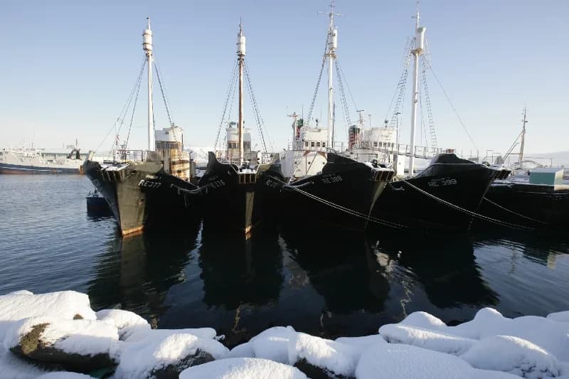Island Predlaže Trajnu Zabranu Komercijalnog Kitolova — Norveška i Japan Ostaju Izolovani