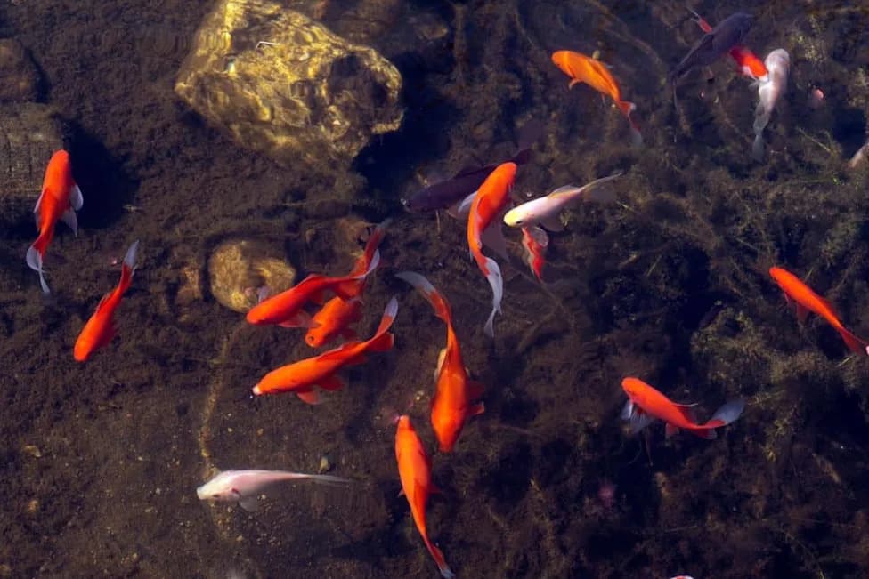 Nikada Ne Puštajte Zlatnu Ribicu U Jezero — Evo Šta Se Stvarno Dešava