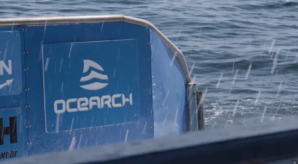 Porodično stablo belih ajkula: DNK pokazala da su dve OCEARCH obeležene jedinke brat i sestra