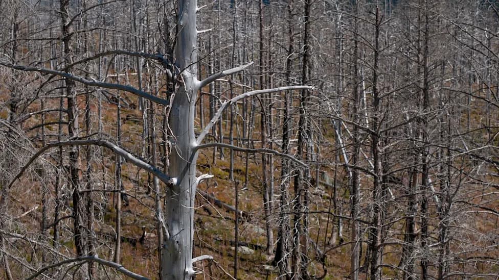 Nova mapa otkriva preko 10 miliona mrtvih stabala duž Atlantske obale — slana voda preoblikuje priobalne šume
