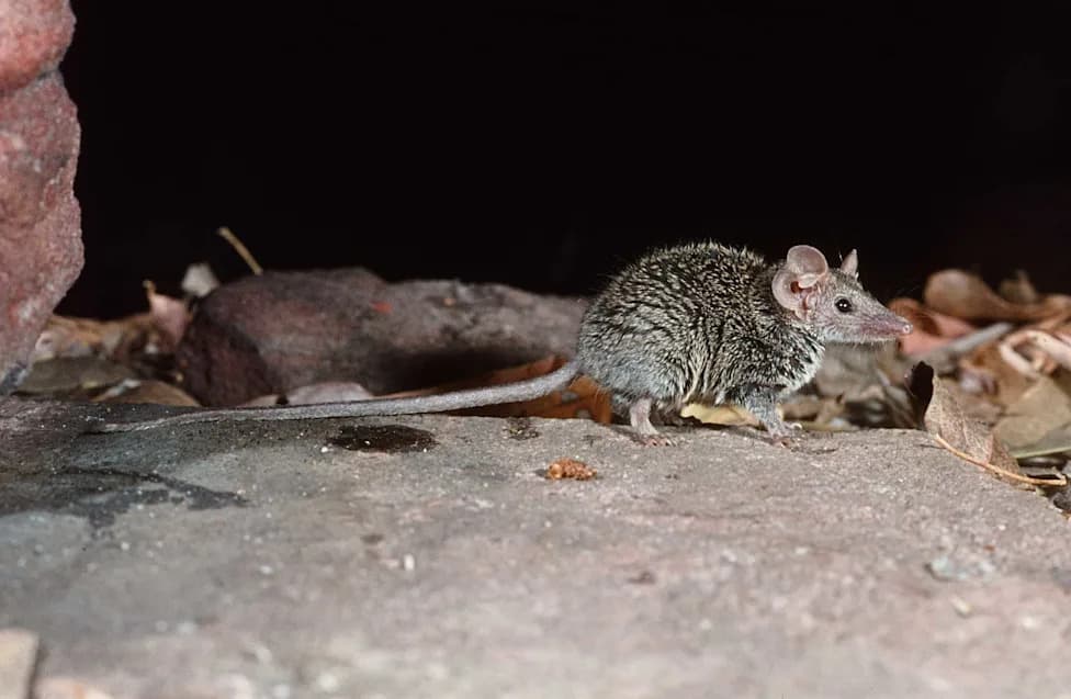 Nova vrsta iz muzejske fioke: Planigale petrophila, mali marsupijal endemit Arnhem Landa