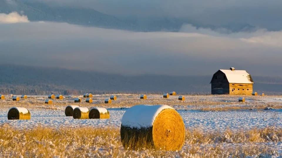Nema Lakih Rešenja: Slabljenje Atlantskih Tokova Može Drastično Smanjiti Prinos Žitarica i Podići Cene