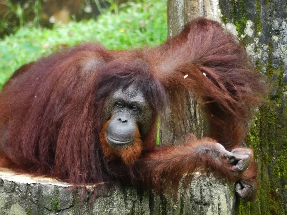 El Niño Pojačava Požare Na Borneu — Spaseno Sedam Orangutana, Jedan Preminuo Od Dima