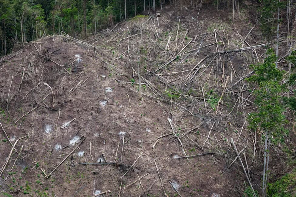 Japanska Potražnja Za Biomasom Pokreće Novi Talas Krčenja Šuma U Indoneziji