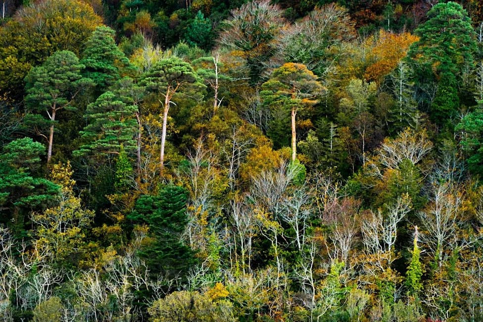 Raznolikost Drveća Povećava Otpornost Šuma na Klimatske Ekstreme — Studija na 88.116 Parcela