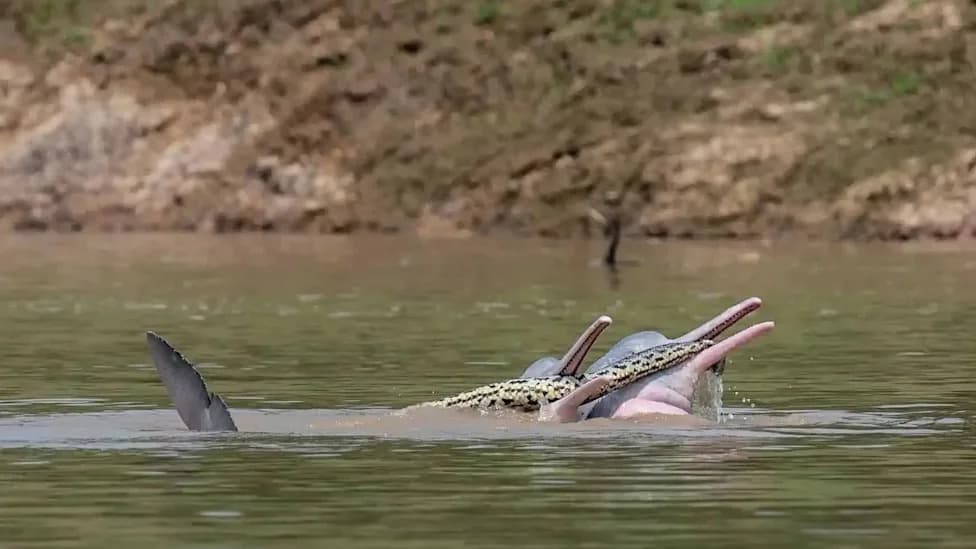 Retke fotografije: bolivijski rečni delfini snimljeni kako drže anakondu u njušci