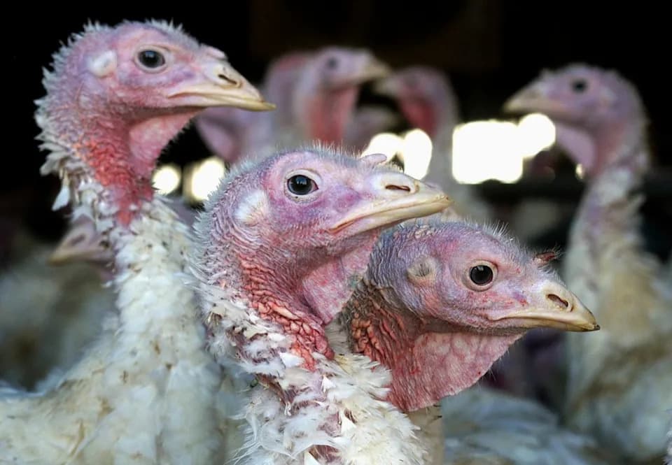Novi talas H5N1 ptičijeg gripa u srcu američke industrije ćuretina — preko 417.000 ptica pogođeno