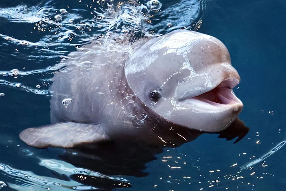 Tri Beluge Preminule U Shedd Aquariumu Nakon Premeštaja Iz Marinelanda — Nekropsije U Toku, Otvara Se Rasprava O Etici Zatočeništva