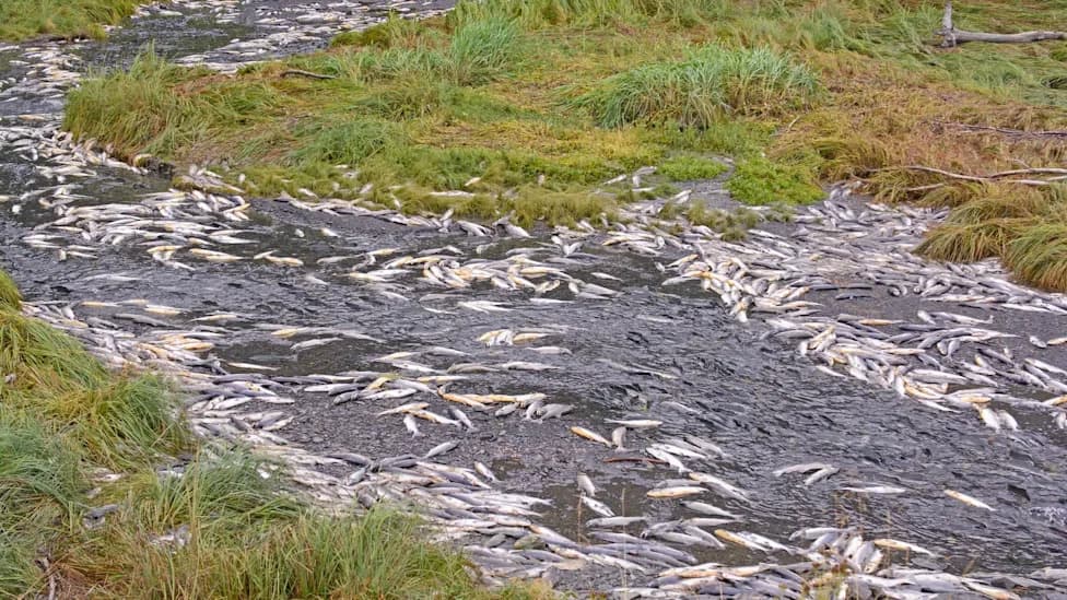 Kanadski biolog: Toksična hemikalija iz trošenja guma (6PPD‑Q) izazvala masovni pomor mladunaca lososa coho