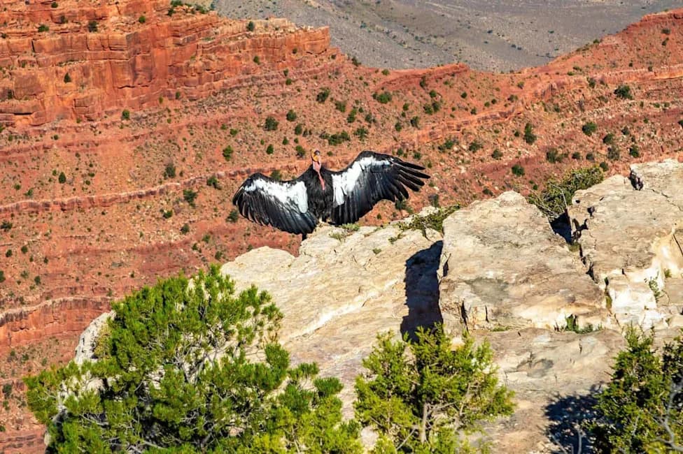 Ponovo U Nebo: Četiri Kalifornijska Kondora Puštena Na Vermilion Cliffs 26. Septembra