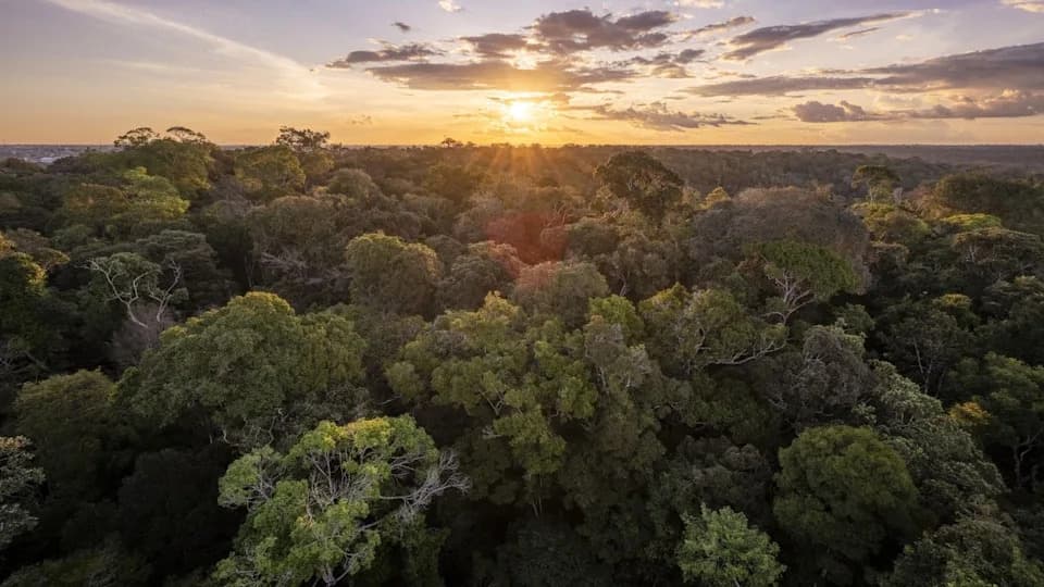 Amazon Na Ivici: Kako Super El Niño, Klimatske Promene I Organizovani Kriminal Mogu Gurnuti Prašumu Preko Tačke Preokreta