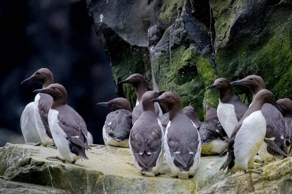 Alarm u Kaliforniji: Common Murre (Uria aalge) Masovno Ugibaju Zbog Nedostatka Hrane