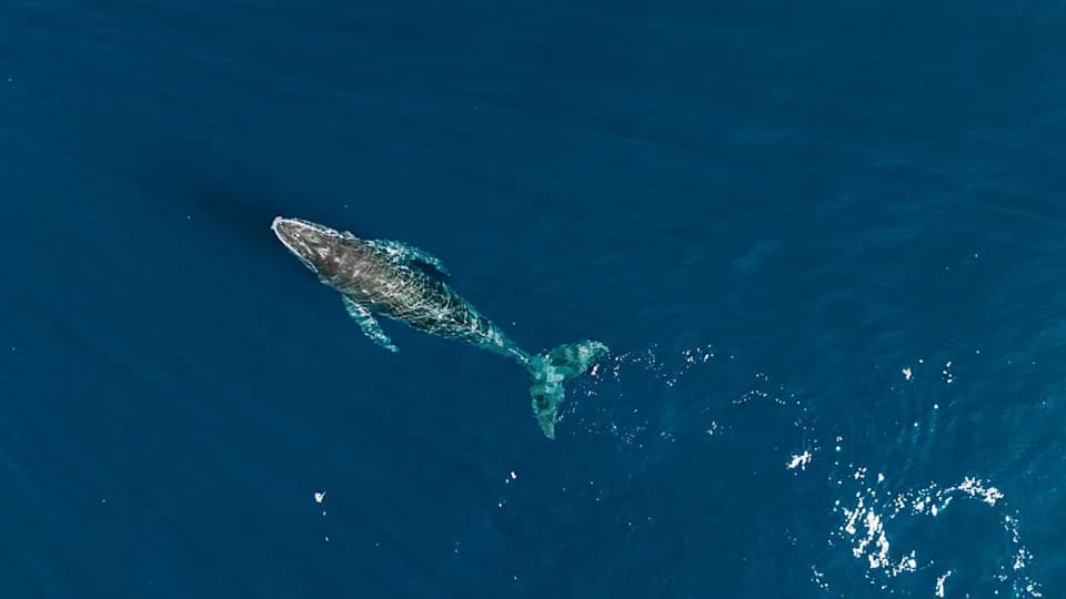 Naučnici zvone na alarm: grbavi kitovi u severnom Pacifiku postaju manji — „cena rasta“