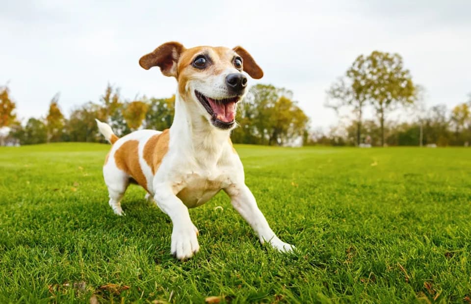 Kućni ljubimci kao „živi alarmi“ za zagađenje — kako psi i mačke mogu otkriti hemijske opasnosti