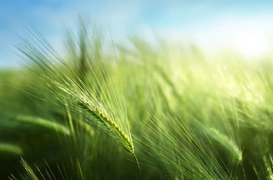 Novo genetsko otkriće: mutacija PPD‑H1 (SNP22) odlaže cvetanje ječma i može povećati prinose