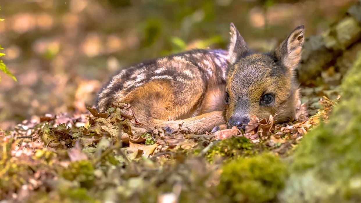 Ekstremne vrućine remete san divljih životinja — naučnici upozoravaju na dugoročne posledice