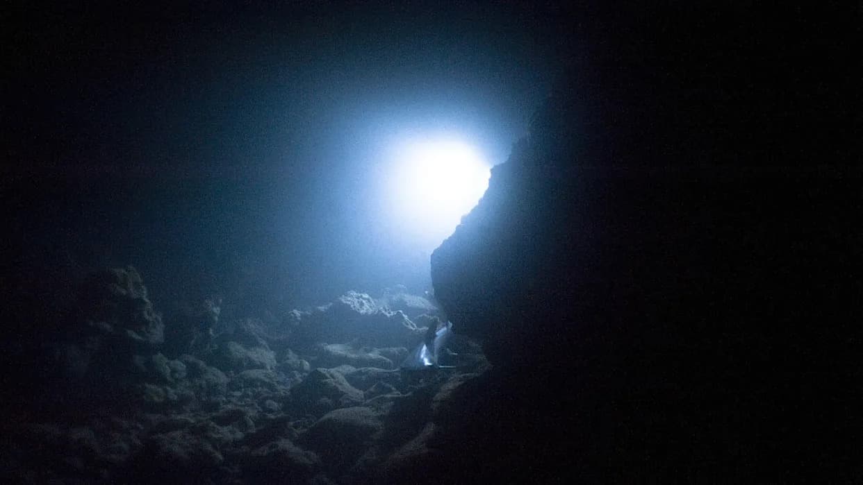 Novi predator sa skoro 8.000 m dubine — otkriven rak <i>Dulcibella camanchaca</i> u Atacama brazdi