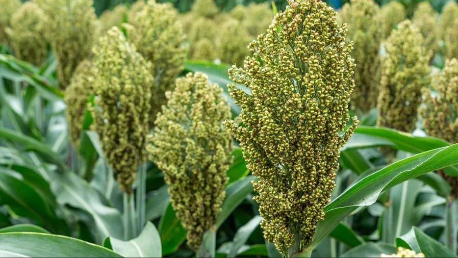 Drugi zimski serijal „Sorghum Connection“: kako povećati profitabilnost sorguma