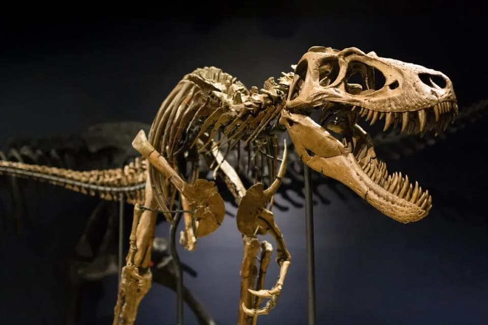 Da li je „Jane“ novi dinosaurus? Fosil iz Rockforda mogao bi promeniti priču o T. rex-u