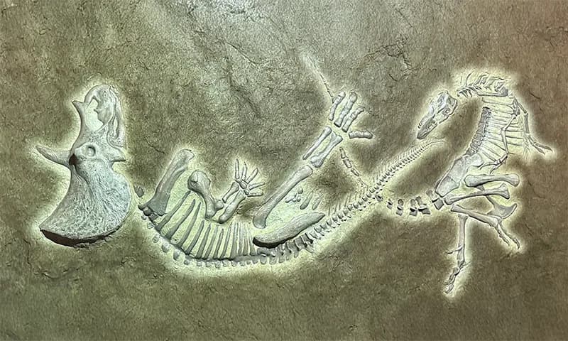 „Mali T. rex“ pravi velike talase — studija predlaže rod Nanotyrannus