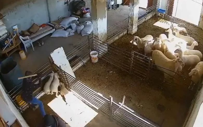 Snimci pokazuju: maskirani naseljenici mučili i ubili jagnjad kod Samua, izazvana osuda