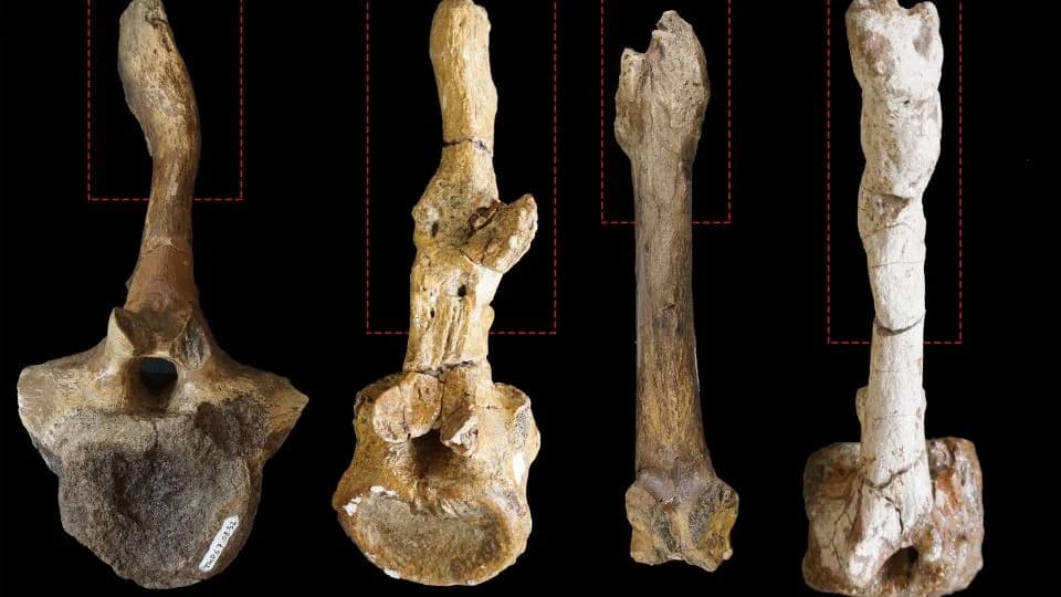 Ožiljci na repu otkrivaju pol hadrosaura? Nova studija povezuje povrede s parenjem
