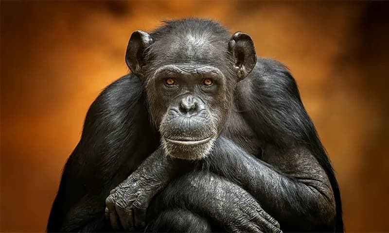 Čimpanze menjaju mišljenje — šta nam to govori o ljudskoj racionalnosti?