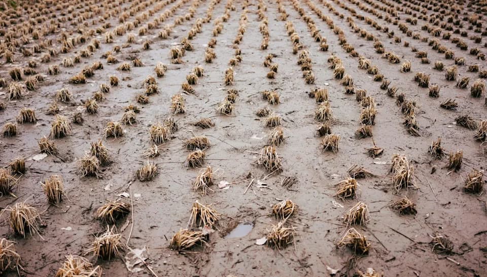 Veliki udarac za lešnike: mraz i obilne kiše uništile prinose u Orduu — šta to znači za proizvođače i tržište