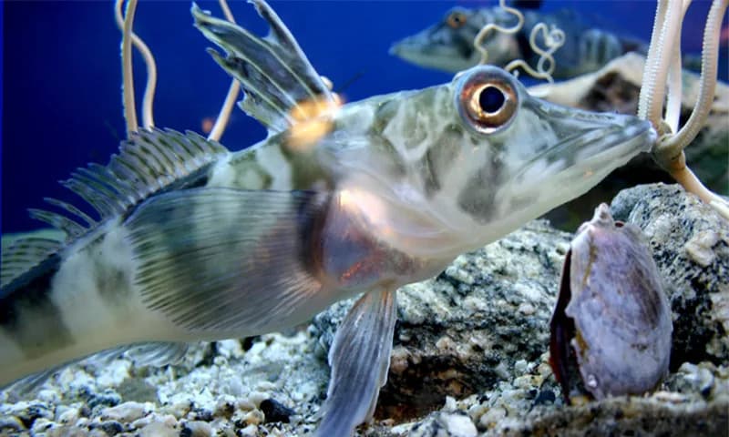 Riblja forenzika otkriva: mnoge vrste žive šire nego što mislimo