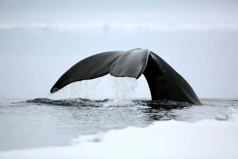 Kit koji živi 200+ godina otkriva moguću tajnu dugovečnosti
