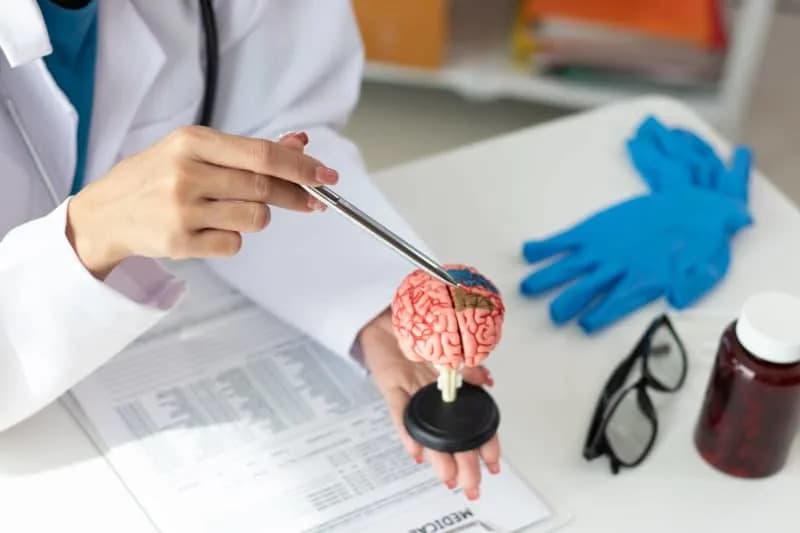 Prvi nacrt atlasa razvijajućeg mozga otkriva nove tipove ćelija i ključne gene