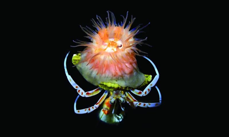 Lepa anemona koja gradi „kuću” i jede otpad — neočekivana saradnja u dubokom moru