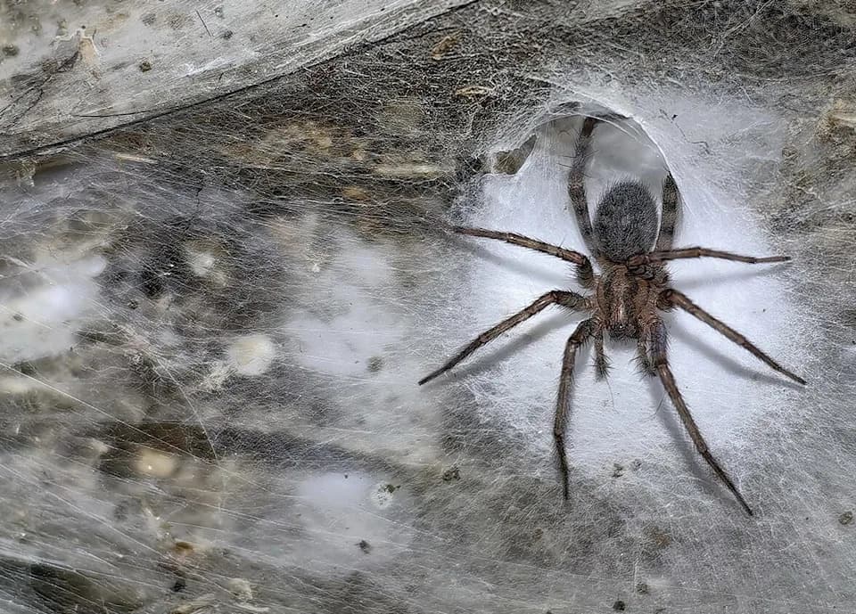 Otkrivena najveća poznata podzemna paukova mreža — oko 110.000 paukova u sumpornoj pećini