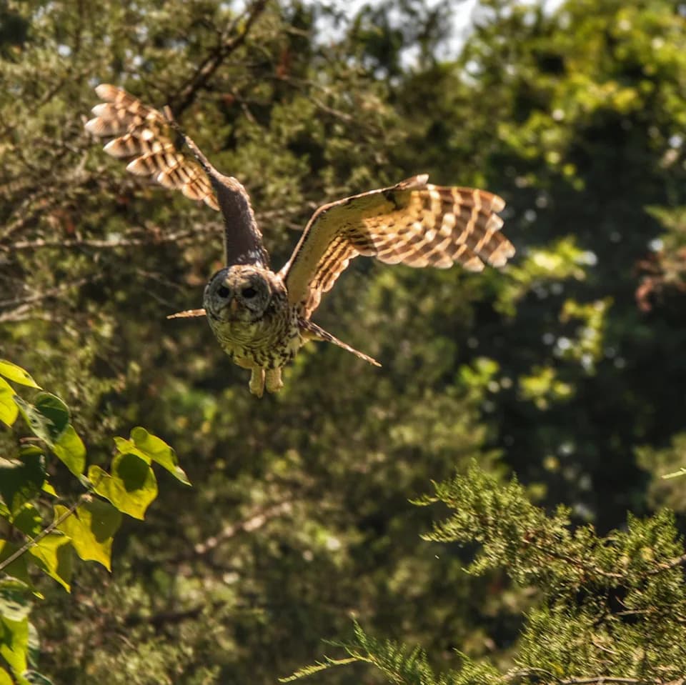 Centar za podatke od 402.000 ft² (≈37.370 m²) ni manje od milje od moje kuće — „Oduzimaju mi mir šume”