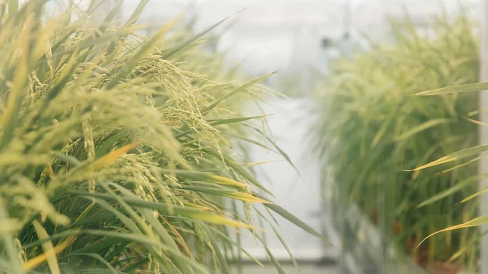 Naučnici otkrivaju kako biljke „razmenjuju“ gene — potencijalni proboj za sigurnost hrane