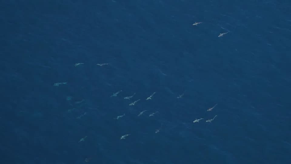 Otkriveno jato od oko 400 „spinner“ ajkula kod Block Islanda — da li se staništa pomeraju na sever?