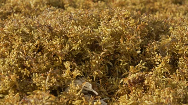 Veliki atlantski pojas Sargassum — uzroci, posledice i moguća rešenja