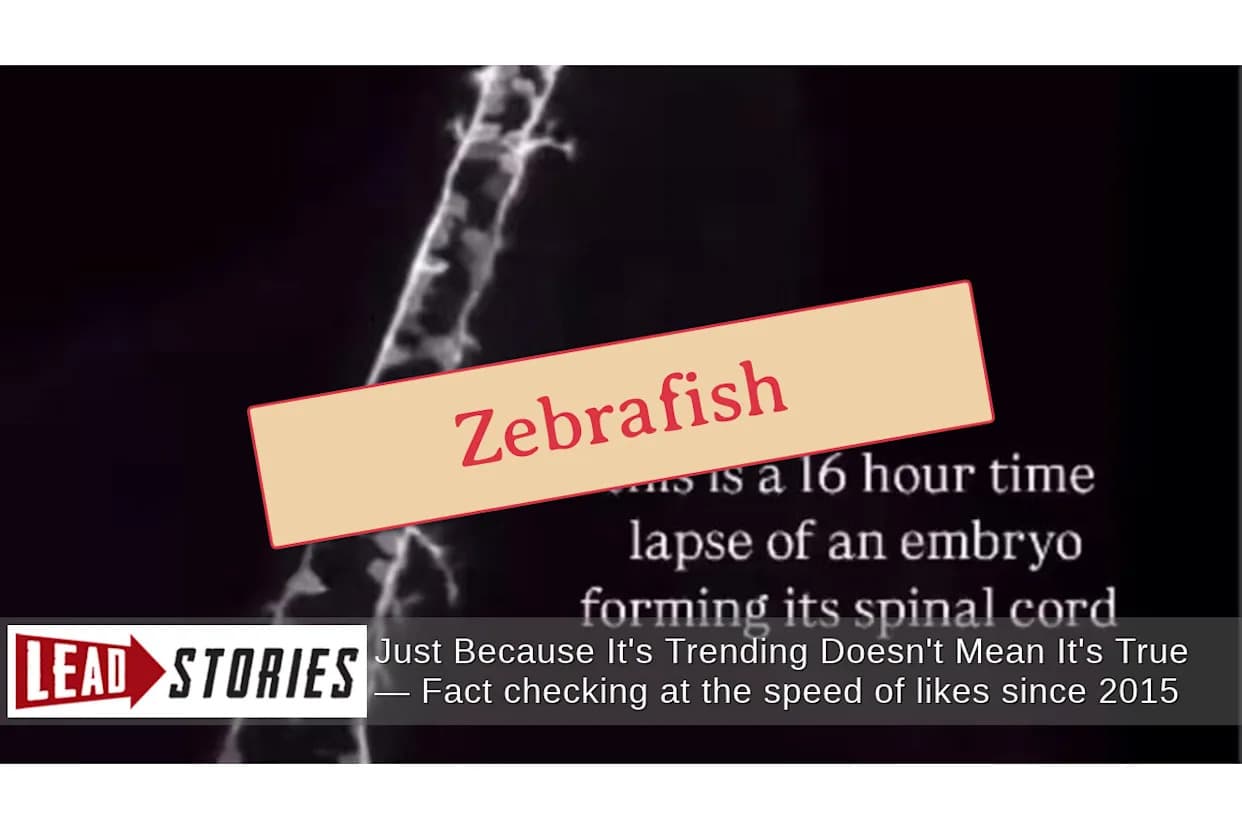 Viralni timelapse nije ljudski embrion — prikazuje razvoj nervnog sistema zebrafisha