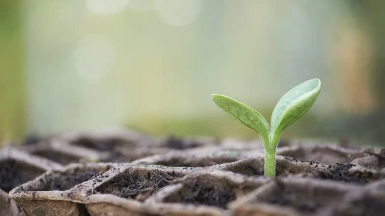 Krompir — prvo povrće uspešno uzgajano u svemiru i potencijalna hrana za Mars