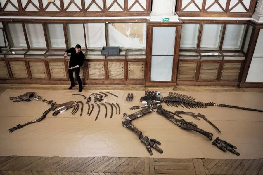 Povrede nastale pri parenju mogle bi otkriti pol hadrozaura