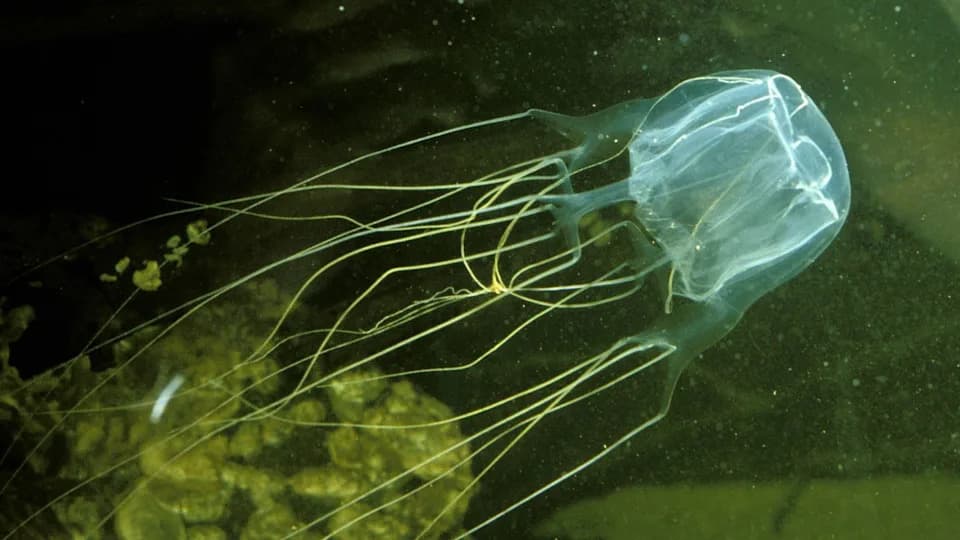 Mogu li životinje bez mozga da misle? Šta pokazuju meduze, morske anemone i druge „bezmozgice“