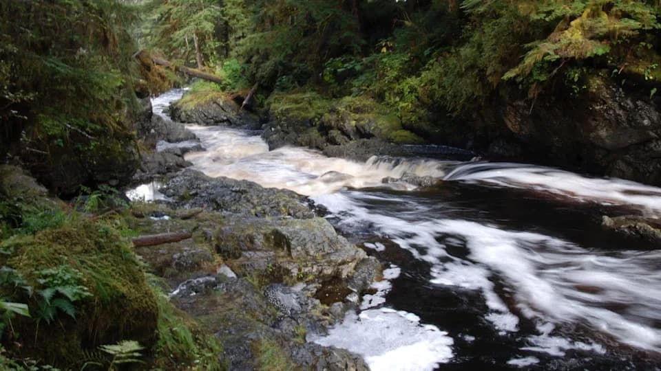 Neočekivano ponašanje: sivlji vukovi na Aljasci zabeleženi kako love morske vidre