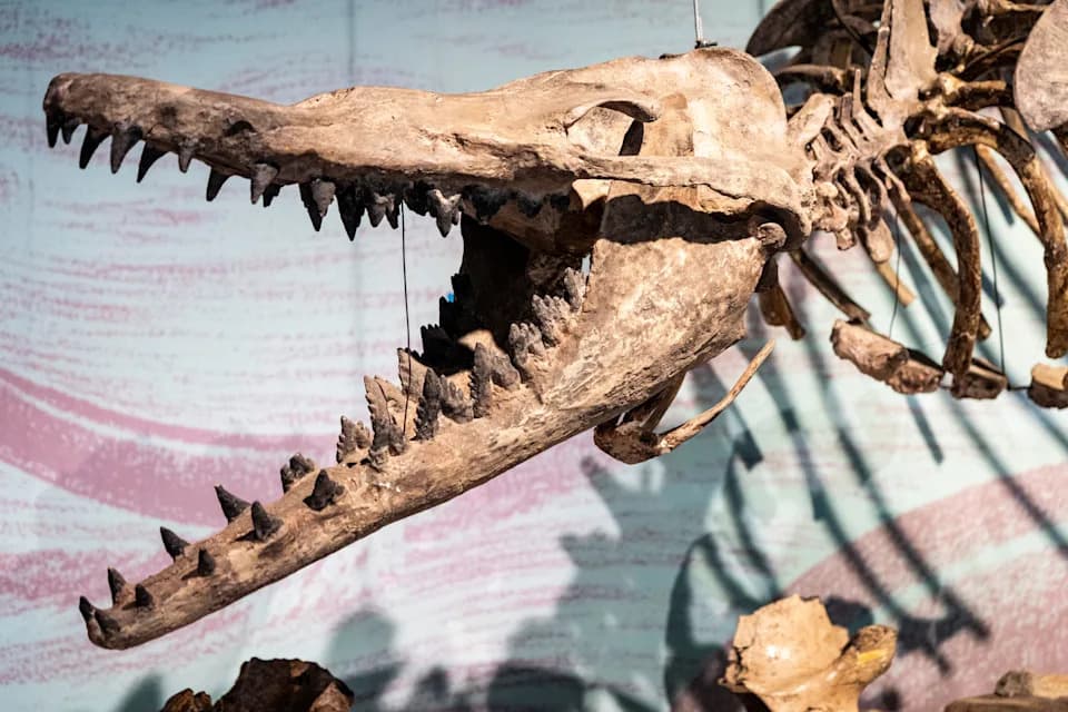 Fosilizovano rebro pretistorijskog kita <i>Zygorhiza</i> pronađeno u Misisipiju — nalaz iz doba eocena